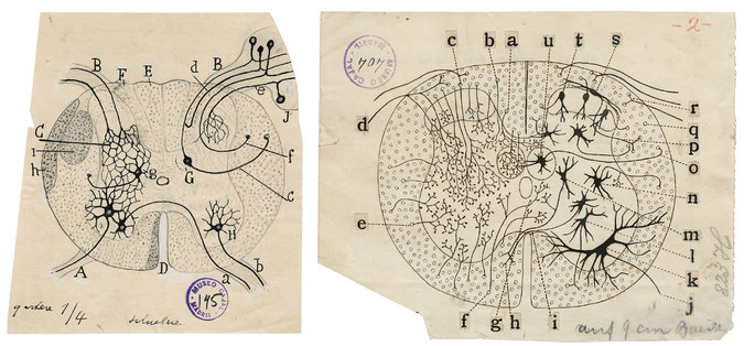 Ilustraciones de Ramón y Cajal de dos teorías contrastantes sobre la composición cerebral: la teoría reticular, a la izquierda, y la doctrina de la neurona que él propuso.